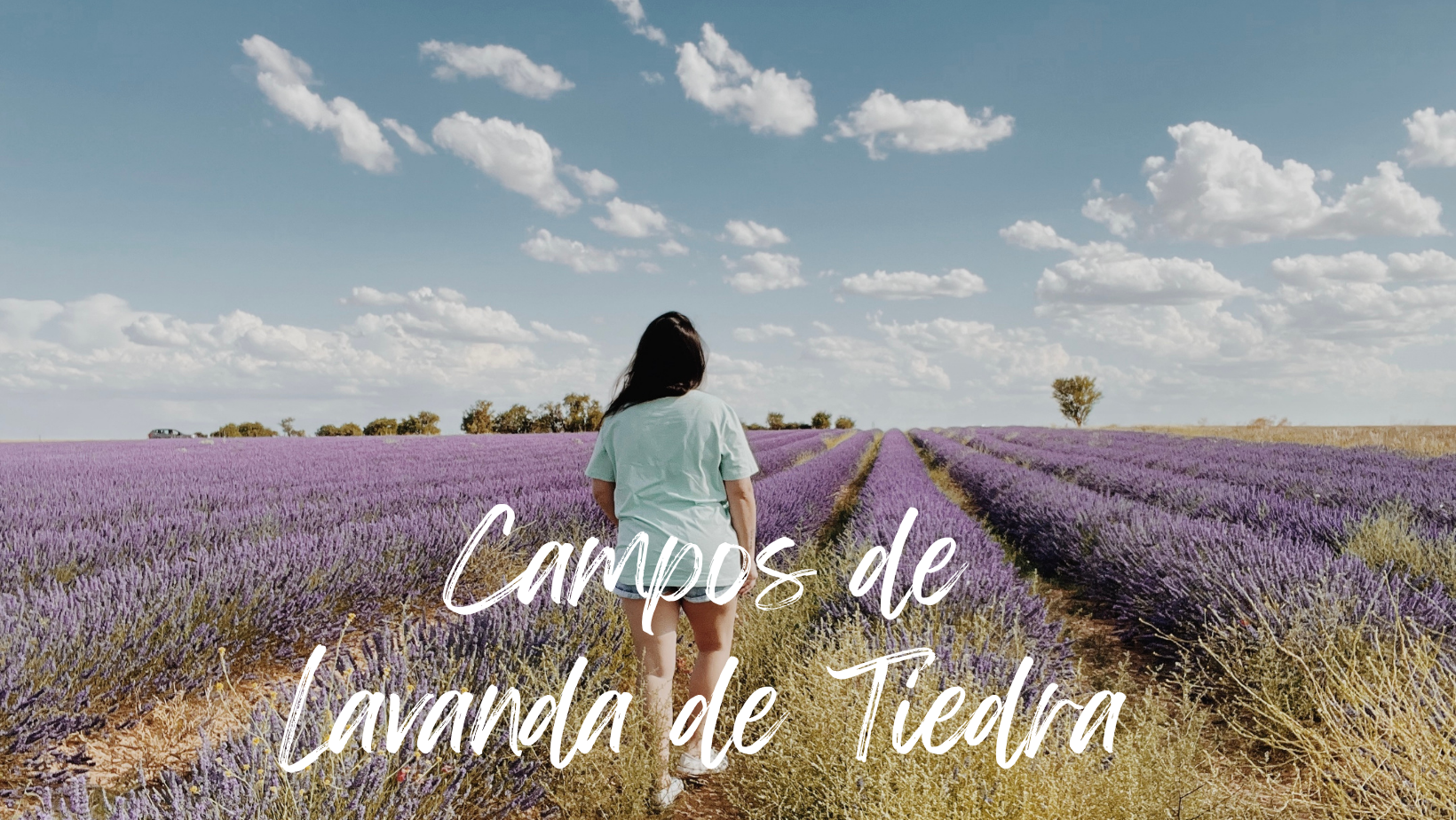 Un día en los Campos de lavanda de Tiedra